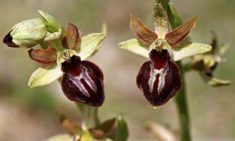 Early-Spider-Orchid-Ophry-010